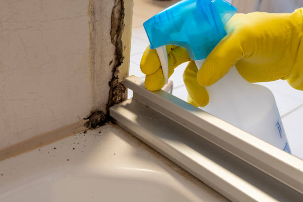 Best Mold Damage Repair  in Bellwood, PA