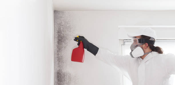 Best Crawl Space Mold Removal  in Bellwood, PA