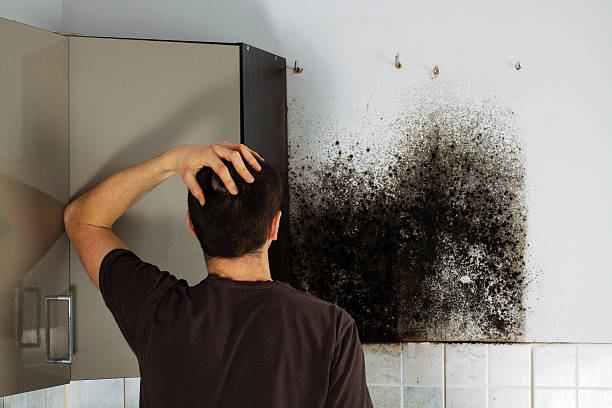 Attic Mold Removal in Bellwood, PA