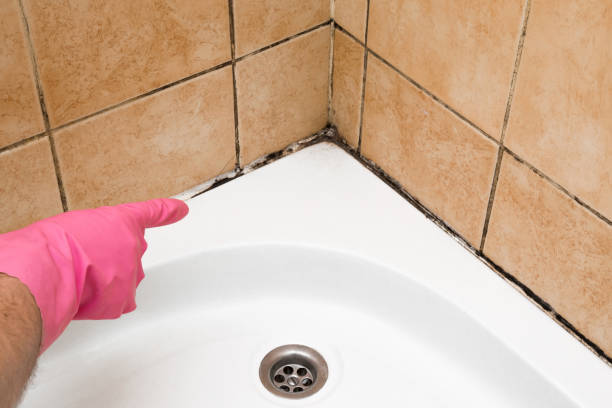 Mold Removal Process in Bellwood, PA