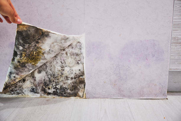 Best Attic Mold Removal  in Bellwood, PA